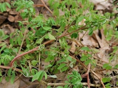 Ceratocapnos claviculata