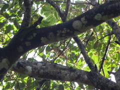 Pycnonotus simplex prillwitzi