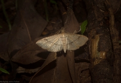 Addaea subtessellata