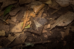 Hydrillodes dimissalis