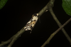 Philenora chionastis