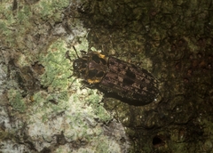 Leperina decorata