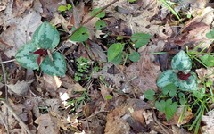 Trillium decumbens