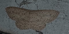 Cyclophora turneri
