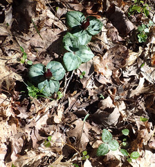 Trillium decumbens