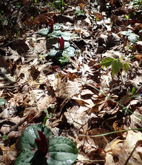 Trillium decumbens