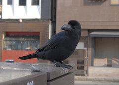 Corvus macrorhynchos