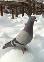 Columba livia domestica