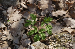 Physospermum cornubiense