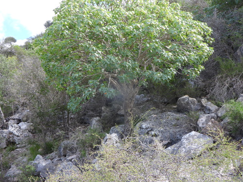 Jatropha mahafalensis Jum. & H.Perrier 4