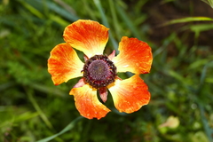 Ranunculus asiaticus
