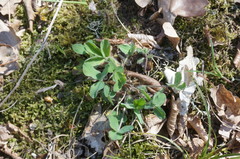 Trifolium caucasicum