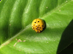 Harmonia vigintiduomaculata