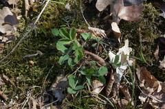 Trifolium caucasicum