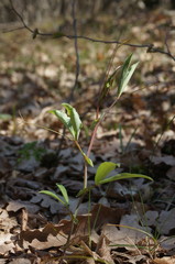 Lathyrus rotundifolius