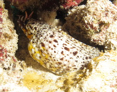 Enchelycore pardalis