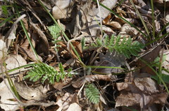 Tanacetum corymbosum