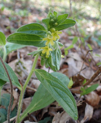 Lithospermum tuberosum
