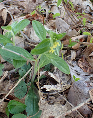 Lithospermum tuberosum