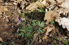 Corydalis paczoskii