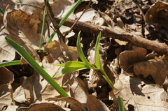 Polygonatum odoratum