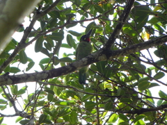 Psilopogon javensis