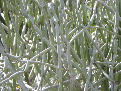 Euphorbia alluaudii, photograph 4