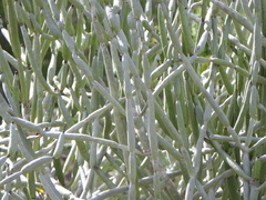 Euphorbia alluaudii, photograph (c) amantedarmanin, some rights reserved (CC BY)