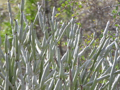 Euphorbia alluaudii, photograph (c) amantedarmanin, some rights reserved (CC BY)