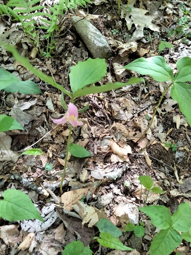 Trillium catesbaei, photograph 4