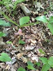 (c) runcator, some rights reserved (CC BY) Trillium catesbaei, photograph (c) runcator, some rights reserved (CC BY)