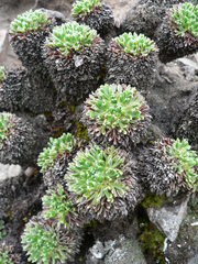 Nototriche phyllanthos