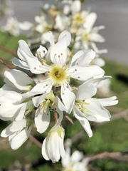 Amelanchier grandiflora