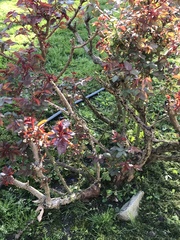 Photinia × fraseri
