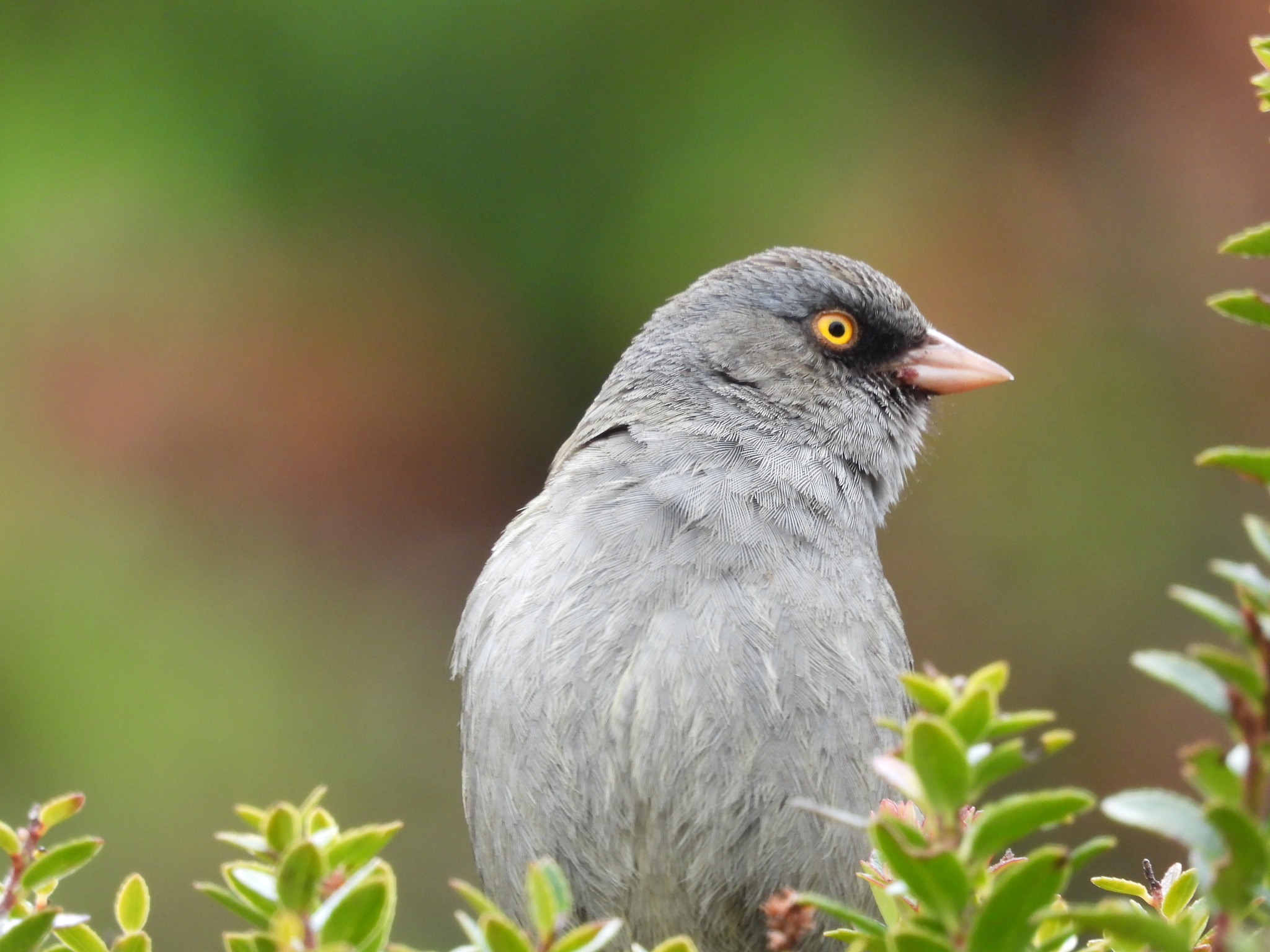 Volcano Junco (Junco vulcani), photo 4