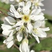Amelanchier grandiflora - Photo (c) hmhendrix, algunos derechos reservados (CC BY-NC), subido por hmhendrix