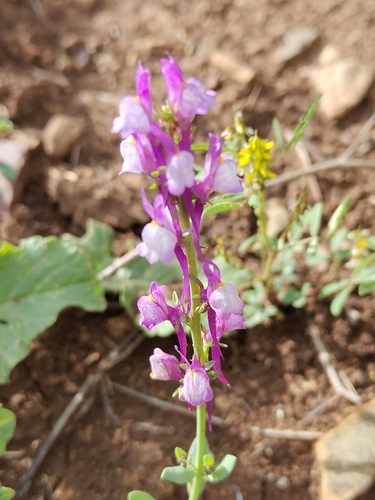 Linaria virgata