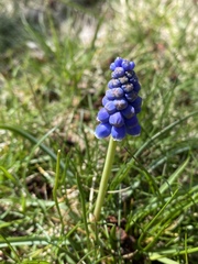 Muscari