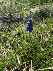 Muscari