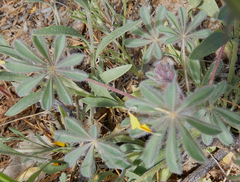 Lupinus brevicaulis