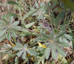 Lupinus brevicaulis
