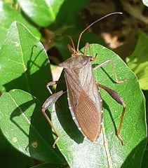 Mictis longicornis
