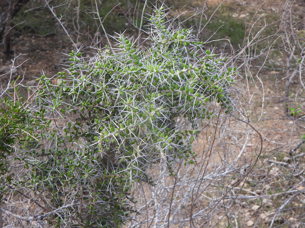 Alluaudia comosa; photograph (c) amantedarmanin, some rights reserved (CC BY)