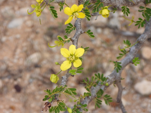Senna meridionalis