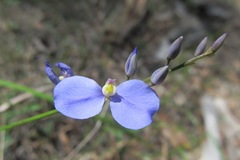 Comesperma defoliatum