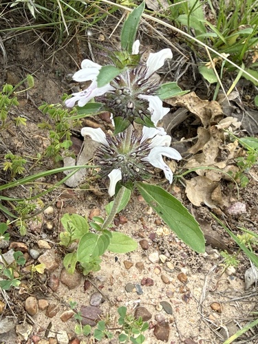 Monarda clinopodioides