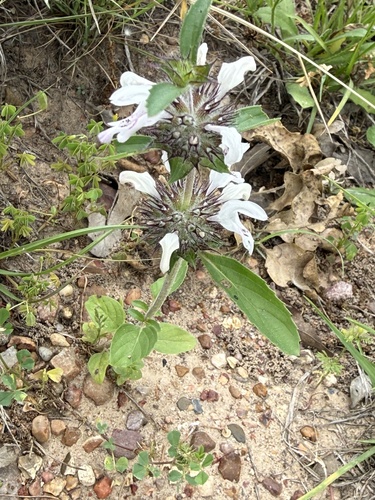 Monarda clinopodioides, photograph 2
