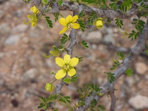 Senna meridionalis, photograph 1