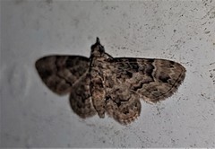 Gymnoscelis lophopus