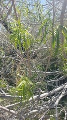 Chilopsis linearis arcuata